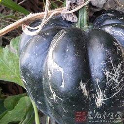 方瓜不能经常吃 第2张 方瓜不能经常吃 第2张